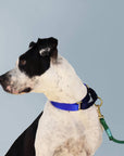 Rope dog leash