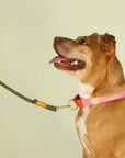 Rope dog leash