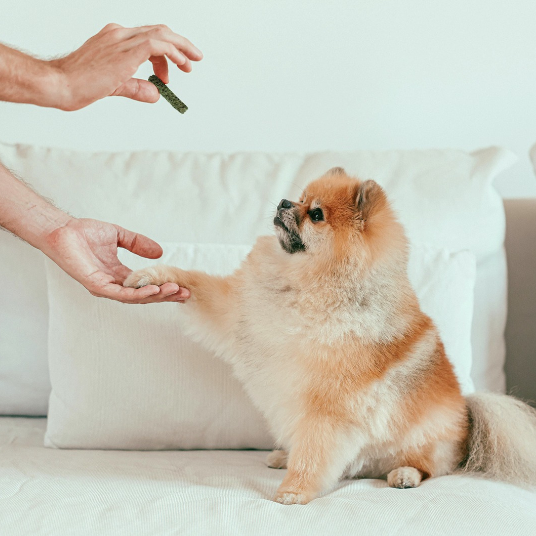 Gogoma Mighty Greens Superfood Dog Treats
