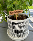 New Plant Sayings Word Bubbles Funny Plant Stakes