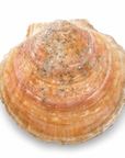 Signature 90272 Scallop Shell